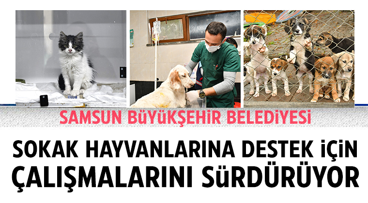 Samsun Büyükşehir Belediyesi, Sokak Hayvanlarına Destek İçin Çalışmalarını Sürdürüyor